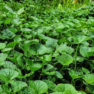 50-100 semillas de Gotu Kola, Centella Asiática, Pennywort Asiática, Pennywort India, Brahmi, semillas de hierbas imagen 8