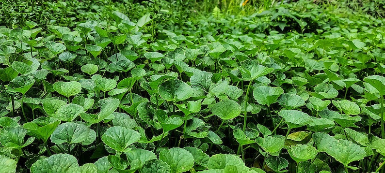 50-100 semillas de Gotu Kola, Centella Asiática, Pennywort Asiática, Pennywort India, Brahmi, semillas de hierbas imagen 8