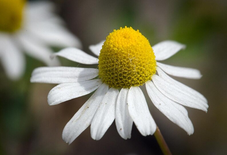 Puede incluir: Una flor de manzanilla con un centro amarillo brillante, redondeado y prominente, rodeado por numerosos p&eacute;talos blancos, delgados y alargados. La flor est&aacute; capturada con gran detalle, resaltando la superficie texturizada del disco central.