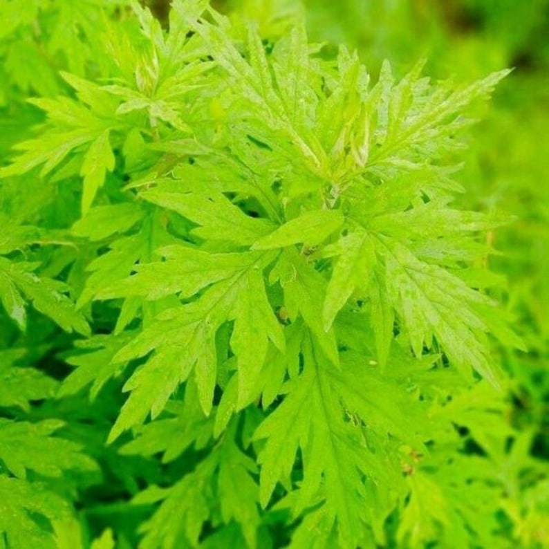 Más de 50 semillas de artemisa china, Artemisia argyi, hierba aromática Ai Ye. imagen 8