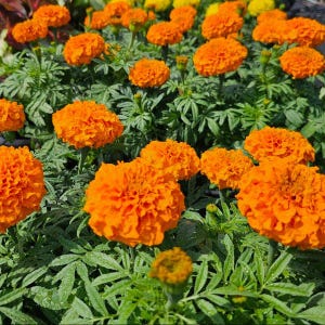 May include: A cluster of vibrant orange marigold flowers with dense, ruffled petals and green, serrated foliage. The blossoms are in various stages of bloom, showcasing a rich, saturated color palette and intricate, layered petal structures.