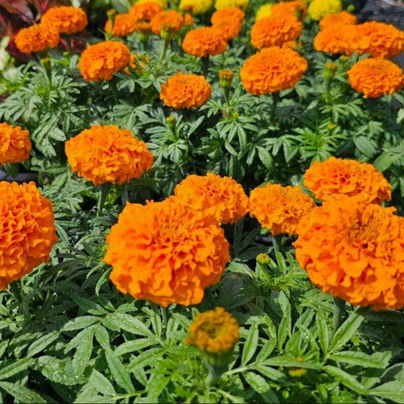 May include: A cluster of vibrant orange marigold flowers with dense, ruffled petals and green, serrated foliage. The blossoms are in various stages of bloom, showcasing a rich, saturated color palette and intricate, layered petal structures.