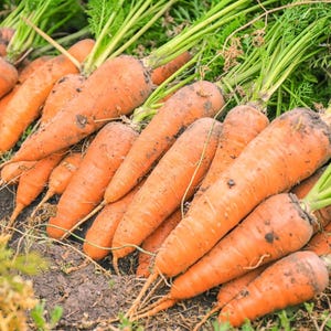 100+ morotsvitaminfrön, Daucus carota, apelsinrotgrönsak bild 1