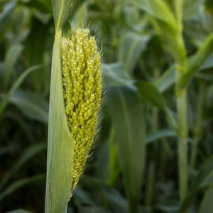50-300 semillas de sorgo, Sorghum bicolor, grano antiguo, mijo imagen 8