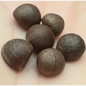 May include: A collection of six dark brown, rounded seeds with a textured, matte surface. Each seed displays a slightly irregular, organic shape with subtle variations in colour, ranging from deep chocolate brown to lighter, weathered greyish tones.