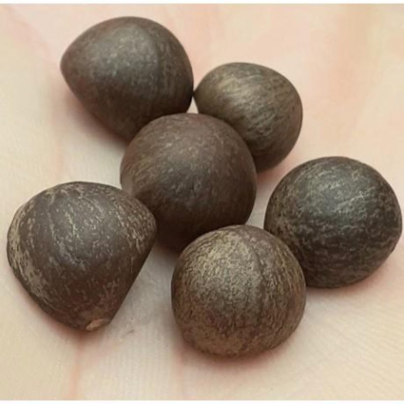 May include: A collection of six dark brown, rounded seeds with a textured, matte surface. Each seed displays a slightly irregular, organic shape with subtle variations in colour, ranging from deep chocolate brown to lighter, weathered greyish tones.