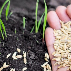 Pu&ograve; includere: Una manciata di chicchi di riso ovali color marrone chiaro tenuti sopra un terreno scuro e umido da cui emergono diversi sottili germogli di riso verde brillante, con alcuni chicchi sparsi sulla superficie della terra scura.