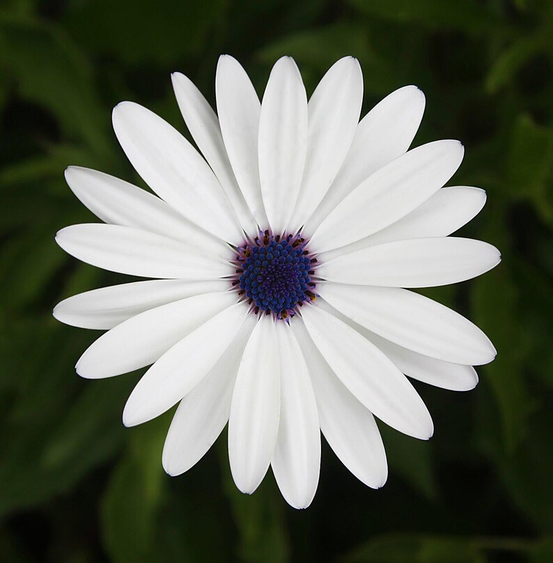 100+ Osteospermum Flower Seeds, Osteospermum ecklonis, African Daisy, Cape Daisy image 8