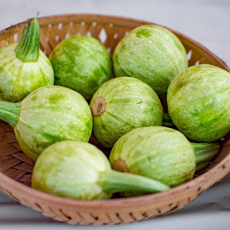 15+ Chappan Kaddu frön, Cucurbita pepo, indisk zucchini, sommarsquash bild 10