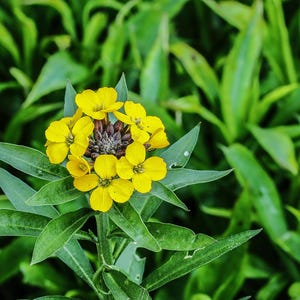 100+ English Wallflower Seeds, Erysimum Cheiri, Mixed Colors, Fragrant Spring Flowers, Cottage Garden image 7