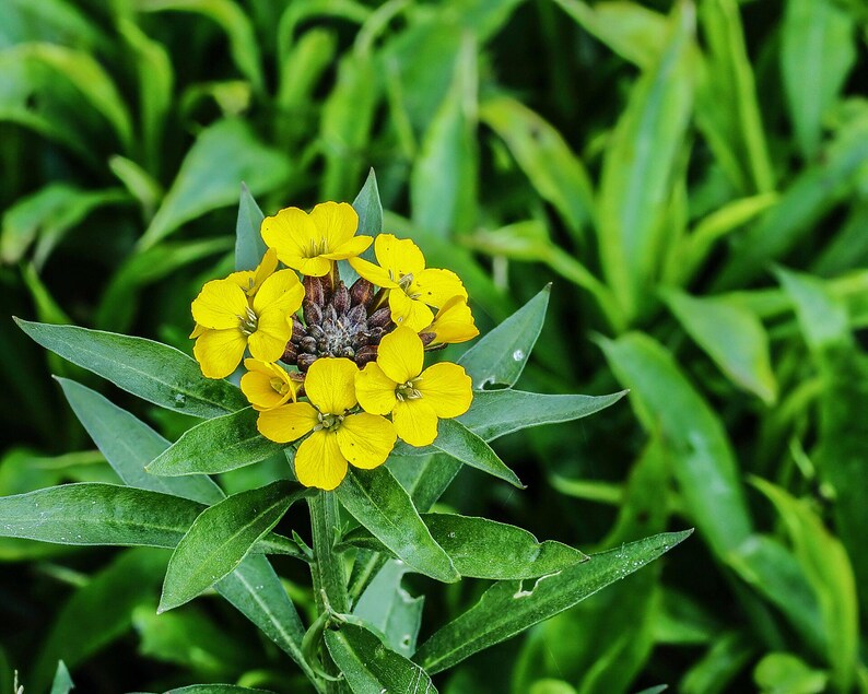 100+ English Wallflower Seeds, Erysimum Cheiri, Mixed Colors, Fragrant Spring Flowers, Cottage Garden image 7