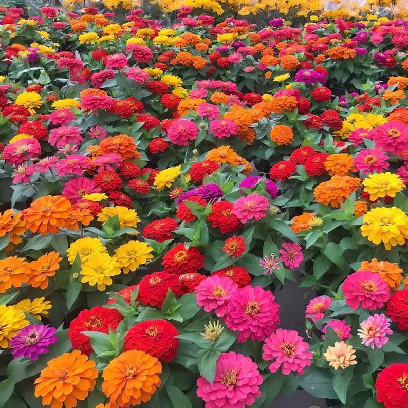 Pode incluir: Um campo denso de flores z&iacute;nia vibrantes em tons de laranja brilhante, amarelo ensolarado, vermelho profundo e rosa choque. Cada flor apresenta p&eacute;talas arredondadas em camadas e um disco central, rodeado por folhagem verde exuberante.