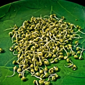 緑豆の種 100～300粒、Vigna radiata、緑豆、発芽 画像 1