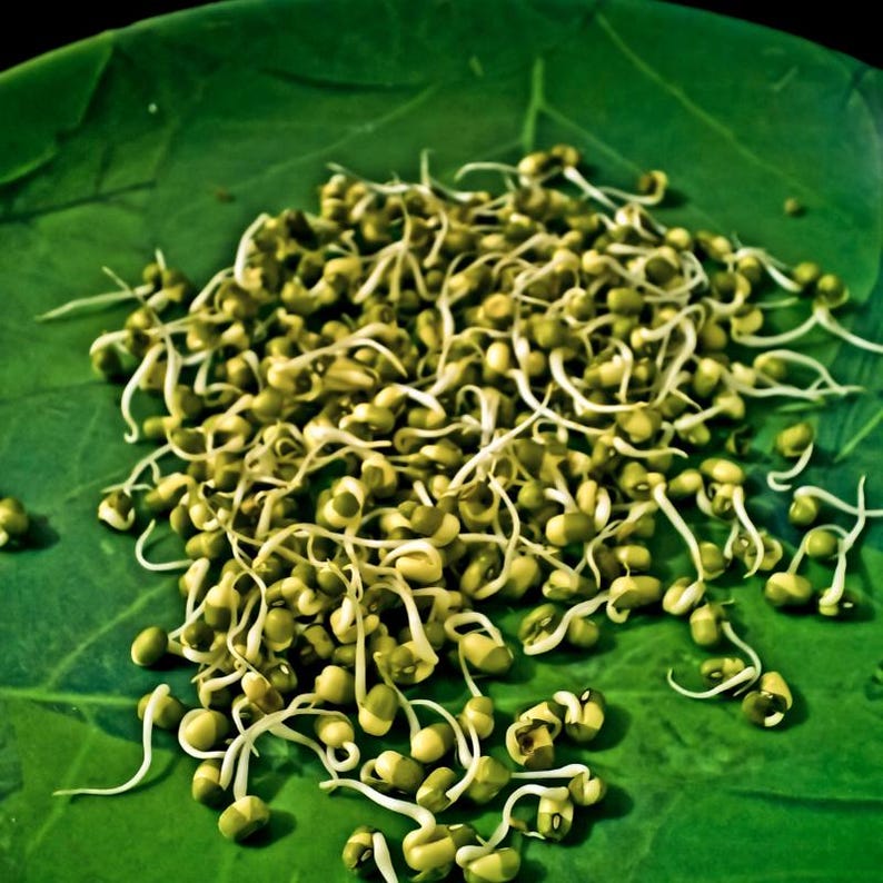 緑豆の種 100～300粒、Vigna radiata、緑豆、発芽 画像 1