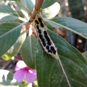 Pu&ograve; includere: Un baccello aperto di colore marrone chiaro che rivela due file verticali di piccoli semi neri ovali, attaccato a uno stelo di pianta verde con diverse foglie verdi ellittiche e un fiore rosa visibile sullo sfondo inferiore.