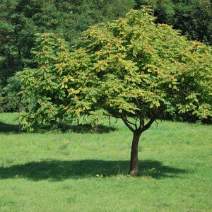15-45 semillas de Maharukh, Ailanthus excelsa, Mahaneem, árbol de sombra imagen 3