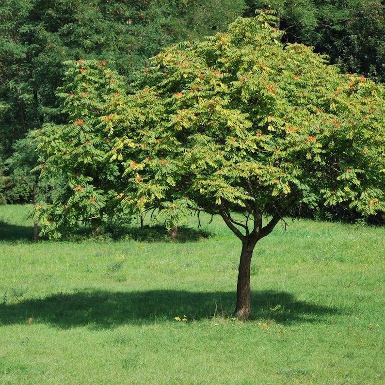 15-45 semillas de Maharukh, Ailanthus excelsa, Mahaneem, árbol de sombra imagen 3
