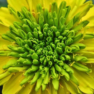 100+ Orange African Marigold Seeds, Tagetes Erecta, Giant Marigold, Large Orange Flowers, Summer Garden image 7