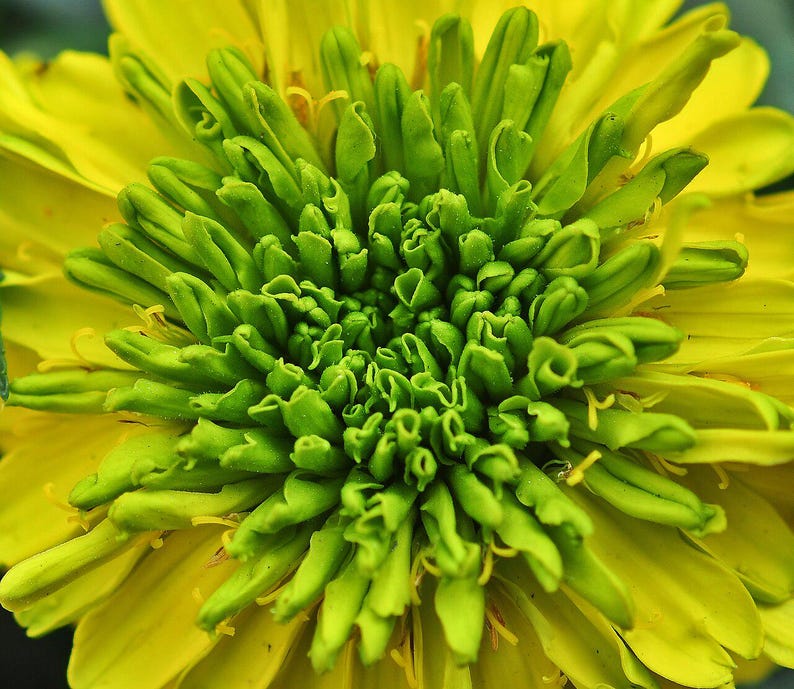 100+ Orange African Marigold Seeds, Tagetes Erecta, Giant Marigold, Large Orange Flowers, Summer Garden image 7