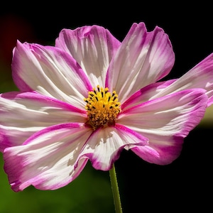 Über 100 Kosmeensamen, Kosmeen der Art Cosmos Bipinnatus, Kosmeen in verschiedenen Farben, rosa-weiße Blüten, Bauerngarten, bestäuberfreundliche Schnittblumensamen Bild 8