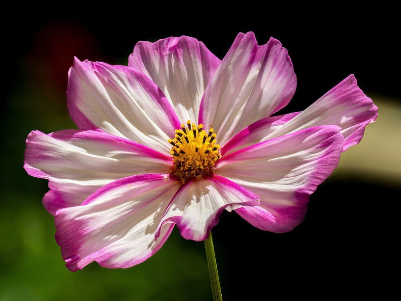 Über 100 Kosmeensamen, Kosmeen der Art Cosmos Bipinnatus, Kosmeen in verschiedenen Farben, rosa-weiße Blüten, Bauerngarten, bestäuberfreundliche Schnittblumensamen Bild 8