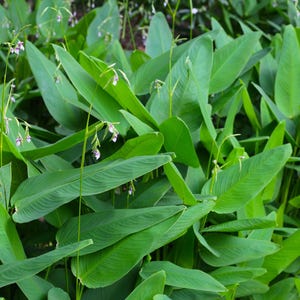 May include: A dense cluster of vibrant green, lance-shaped leaves belonging to a Thalia dealbata plant. Thin, upright green stems rise above the foliage, each topped with small, delicate purple and white flowers that hang in a downward fashion.