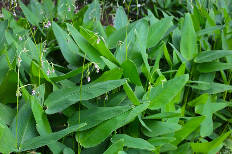 May include: A dense cluster of vibrant green, lance-shaped leaves belonging to a Thalia dealbata plant. Thin, upright green stems rise above the foliage, each topped with small, delicate purple and white flowers that hang in a downward fashion.
