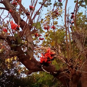 10-20 Flame of the Forest Seeds, Butea Monosperma, Palash, Bastard Teak, Parrot Tree, Bengal Kino, Tropical Flowering Tree Seeds image 4