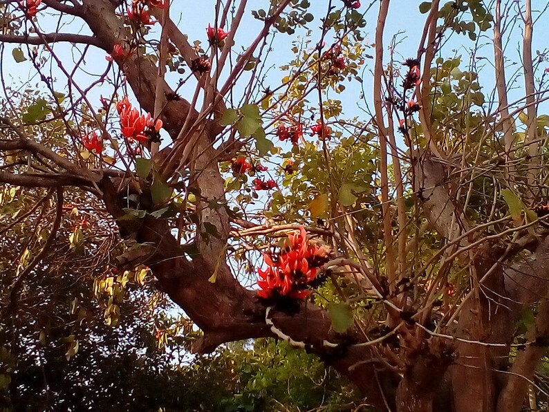 10-20 Flame of the Forest Seeds, Butea Monosperma, Palash, Bastard Teak, Parrot Tree, Bengal Kino, Tropical Flowering Tree Seeds image 4