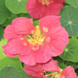 20+ Kapuzinerkresse-Alaska-Mischung (Tropaeolum majus, Kapuzinerkresseblüte, Gartenpflanze) Bild 10