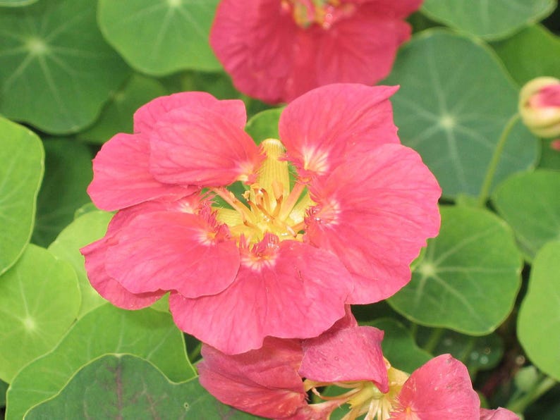 20+ Kapuzinerkresse-Alaska-Mischung (Tropaeolum majus, Kapuzinerkresseblüte, Gartenpflanze) Bild 10