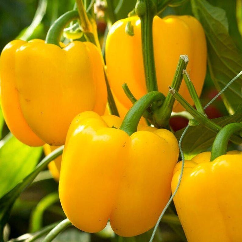 Más de 10 semillas de pimiento amarillo dulce, Capsicum annuum, pimiento morrón amarillo, pimiento dulce suave. imagen 11