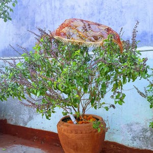 300-1k-3k Krishna Tulsi Samen, Lila Heiliges Basilikum, Ocimum tenuiflorum, Heiliges Basilikum, Aromatische Kräutersamen Bild 5