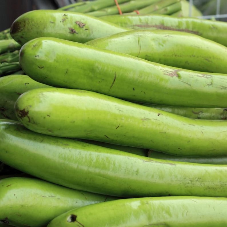 Más de 100 semillas de berenjena larga verde, Solanum melongena, berenjena larga verde, berenjena india imagen 5