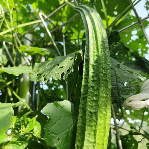 Op de afbeelding: Een lange, geribbelde, groene luffa-vrucht die verticaal aan een metalen draadhek hangt. De groente heeft een getextureerd, gesegmenteerd oppervlak met diepe verticale groeven, omringd door grote, brede groene bladeren met insectenschade.