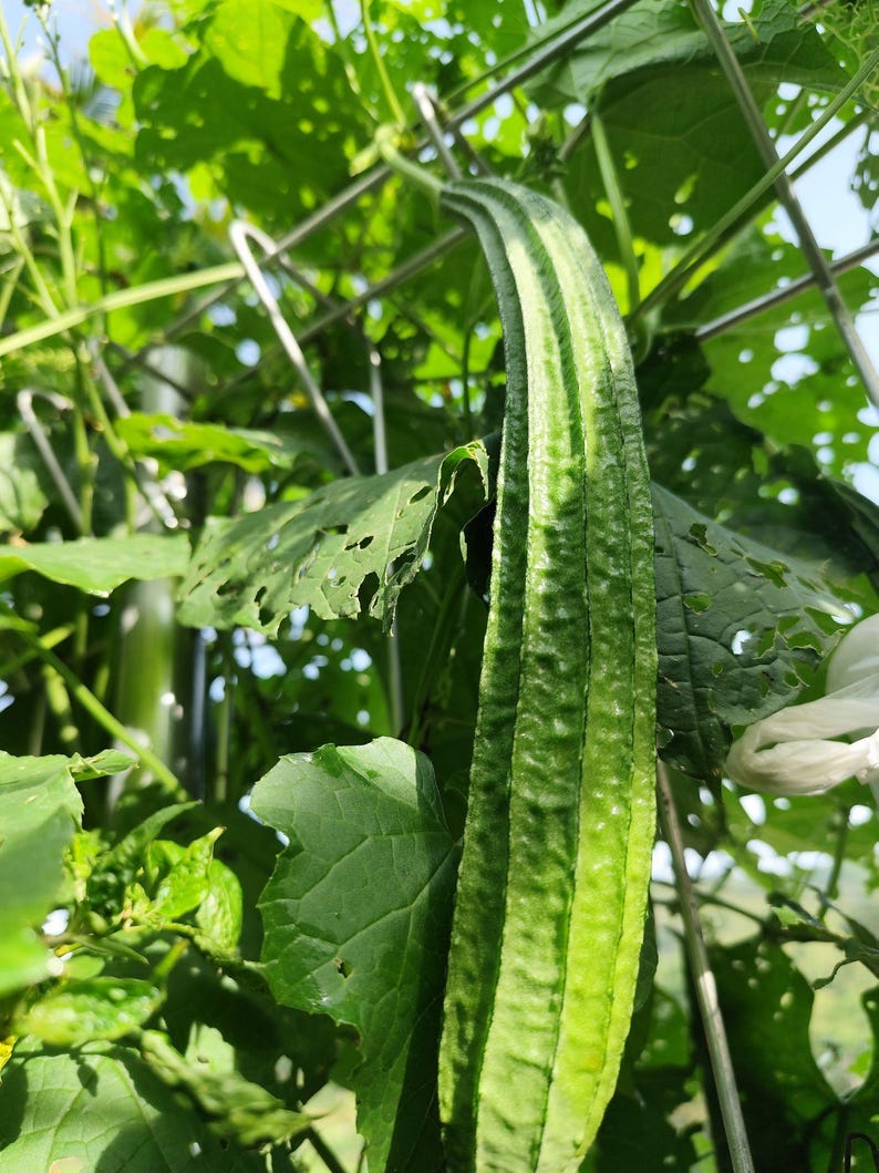 Op de afbeelding: Een lange, geribbelde, groene luffa-vrucht die verticaal aan een metalen draadhek hangt. De groente heeft een getextureerd, gesegmenteerd oppervlak met diepe verticale groeven, omringd door grote, brede groene bladeren met insectenschade.