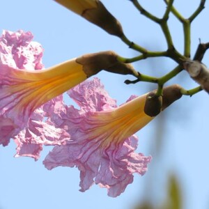 Peut inclure: Deux fleurs en forme de trompette avec des p&eacute;tales rose clair froiss&eacute;s et une gorge jaune. Les fleurs sont fix&eacute;es &agrave; de fines tiges brun fonc&eacute; qui se ramifient sur un ciel bleu clair, mettant en valeur leur structure organique.