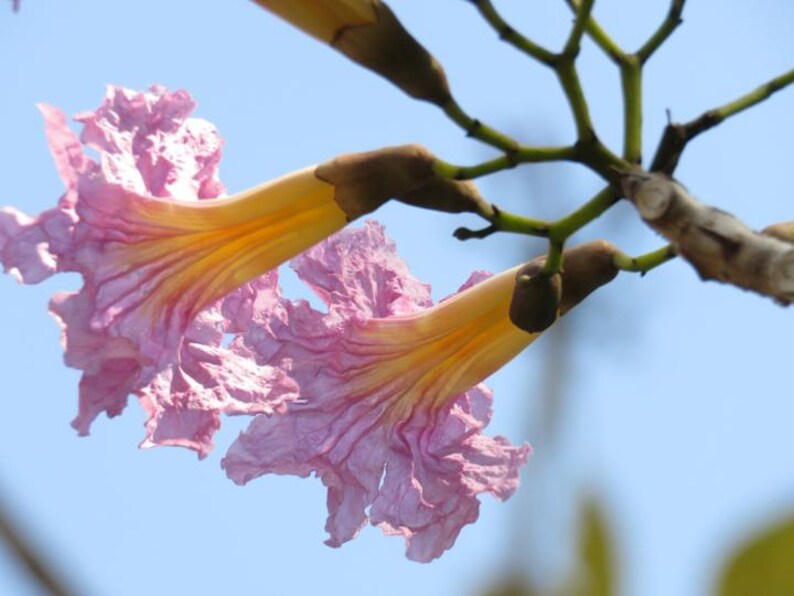 Peut inclure: Deux fleurs en forme de trompette avec des p&eacute;tales rose clair froiss&eacute;s et une gorge jaune. Les fleurs sont fix&eacute;es &agrave; de fines tiges brun fonc&eacute; qui se ramifient sur un ciel bleu clair, mettant en valeur leur structure organique.