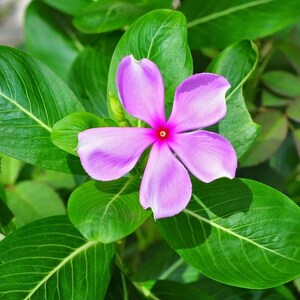 Pu&ograve; includere: Un fiore singolo a cinque petali color viola chiaro con un centro rosso vibrante, circondato da rigogliose foglie verdi di forma ovale con venature visibili. La pianta presenta una fioritura simmetrica posizionata al centro.