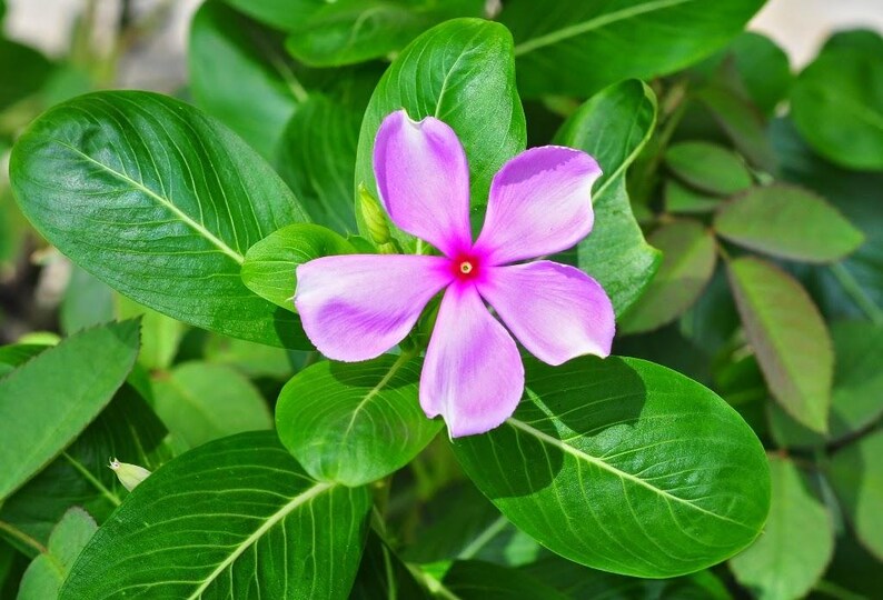 Pu&ograve; includere: Un fiore singolo a cinque petali color viola chiaro con un centro rosso vibrante, circondato da rigogliose foglie verdi di forma ovale con venature visibili. La pianta presenta una fioritura simmetrica posizionata al centro.