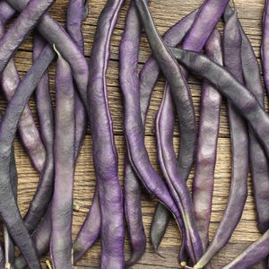10-30 Purple Pod Bean Seeds, Phaseolus vulgaris, Fiery Violet Pods, Purple French Beans image 1