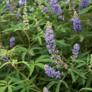 100-500 semillas de nirgundi, Vitex negundo, árbol casto de cinco hojas imagen 5
