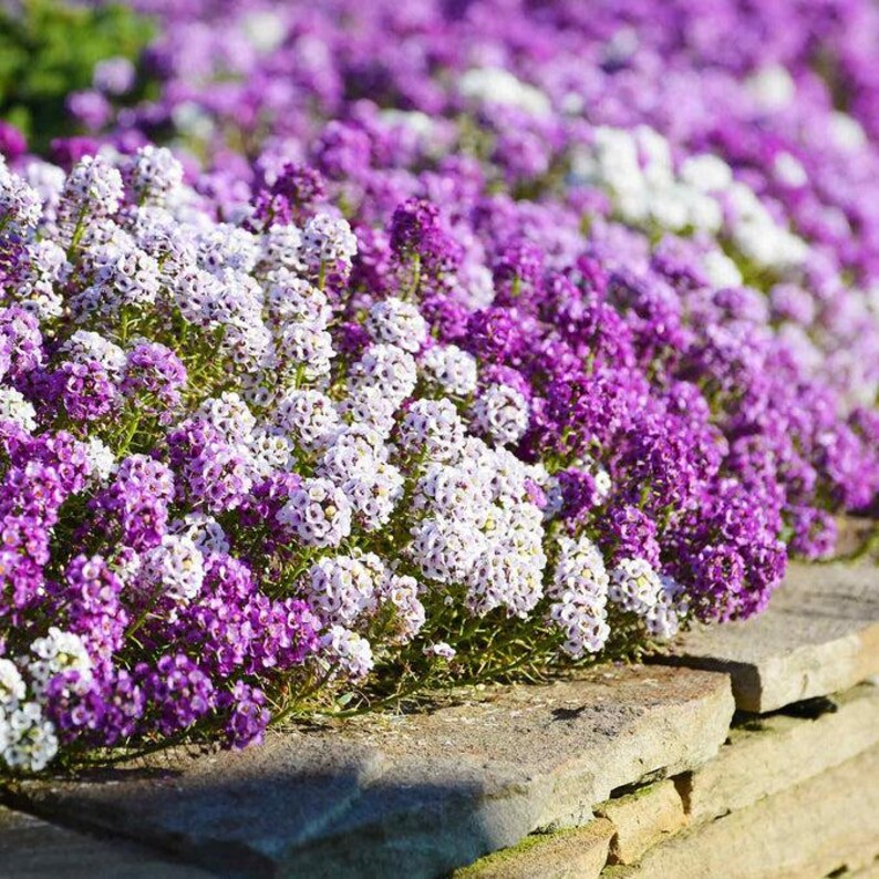 K&ouml;nnte beinhalten: Eine dichte Ansammlung kleiner, vierbl&auml;ttriger Bl&uuml;ten in den Farben Dunkelviolett, Helllavendel und Wei&szlig;, die &uuml;ber den Rand einer flachen, geschichteten Steinmauer wachsen. Die Bl&uuml;ten sind eng beieinander und bilden ein lebendiges Blumenmeer.