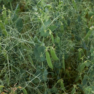 Más de 20 semillas de guisantes verdes Arkel, Pisum sativum, legumbres y cereales imagen 9