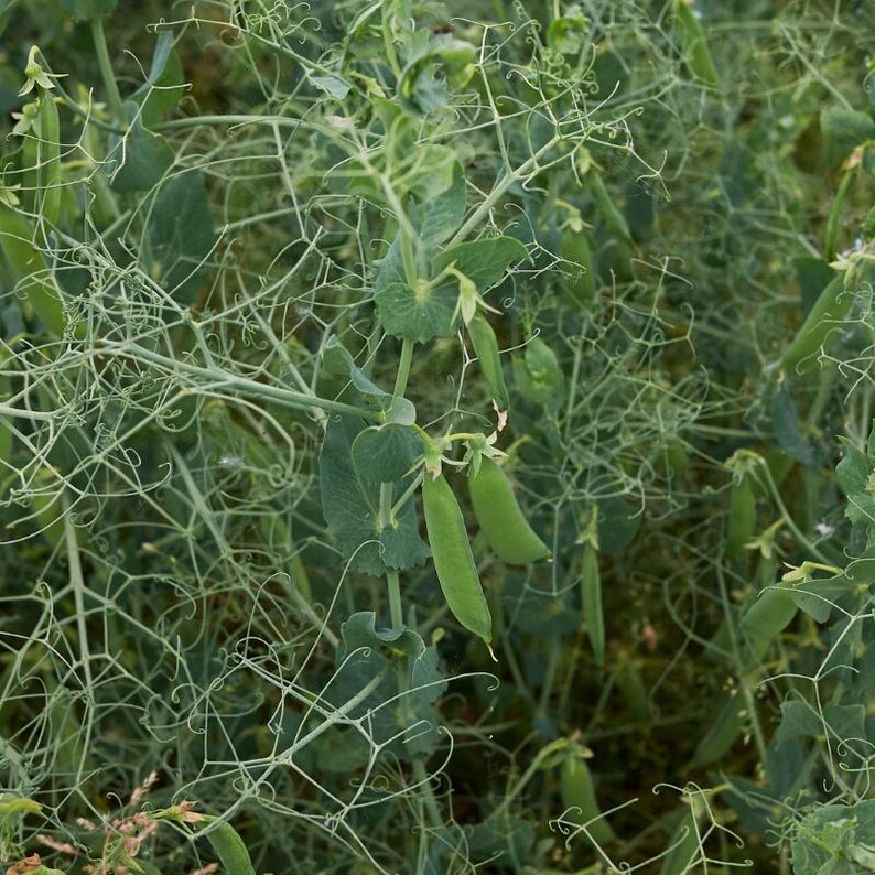 Más de 20 semillas de guisantes verdes Arkel, Pisum sativum, legumbres y cereales imagen 9
