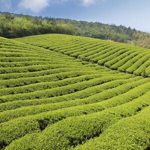 May include: A vast, rolling landscape of vibrant green tea bushes planted in long, uniform, curved rows that follow the contours of the hillside. The dense, low-growing vegetation covers the slopes under a clear blue sky with light clouds.