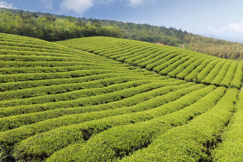 May include: A vast, rolling landscape of vibrant green tea bushes planted in long, uniform, curved rows that follow the contours of the hillside. The dense, low-growing vegetation covers the slopes under a clear blue sky with light clouds.