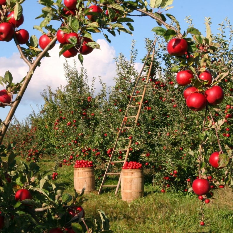 10-20 Himalayan Apple Mix Seeds, Malus domestica, Fruit Tree Seeds for Home Orchard image 1
