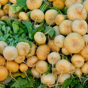 Meer dan 100 zaden van de gouden bolraap (Brassica rapa), een gele wortelgroente. afbeelding 3