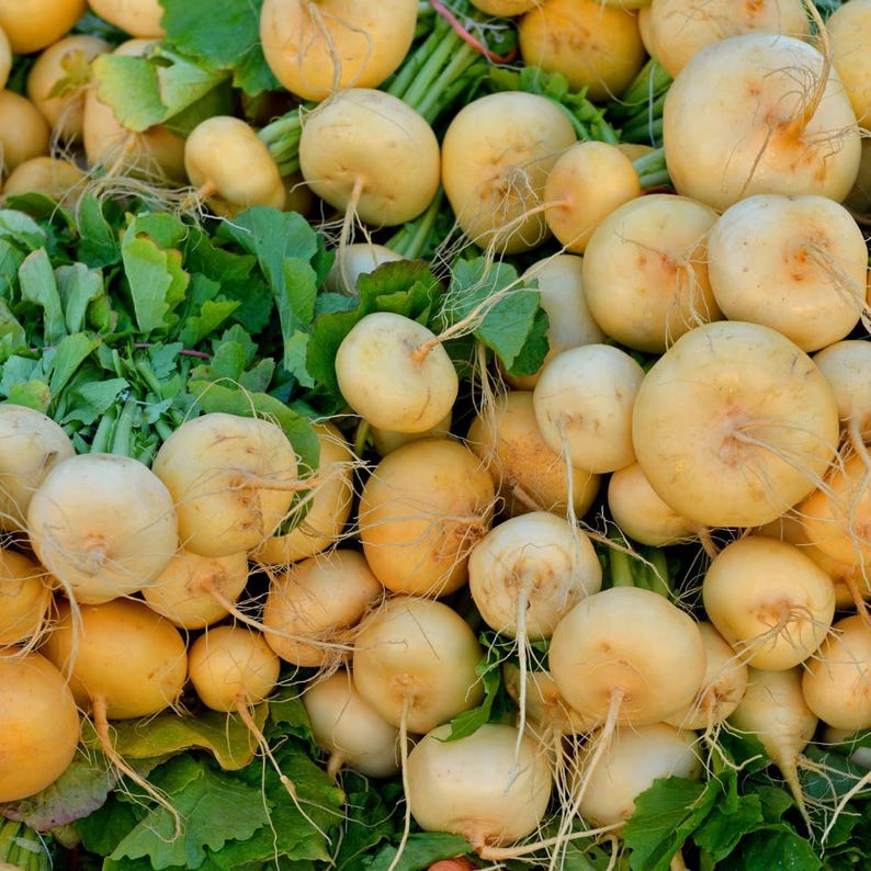 Meer dan 100 zaden van de gouden bolraap (Brassica rapa), een gele wortelgroente. afbeelding 3